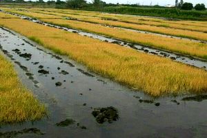 برداشت برنج در ۹۵ درصد شالیزار گلوگاه