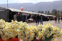 کازرون میزبان هشتمین جشنواره گل نرگس