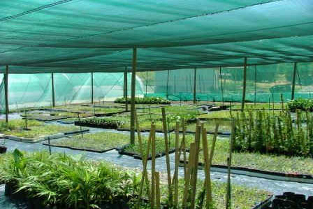 سایبان