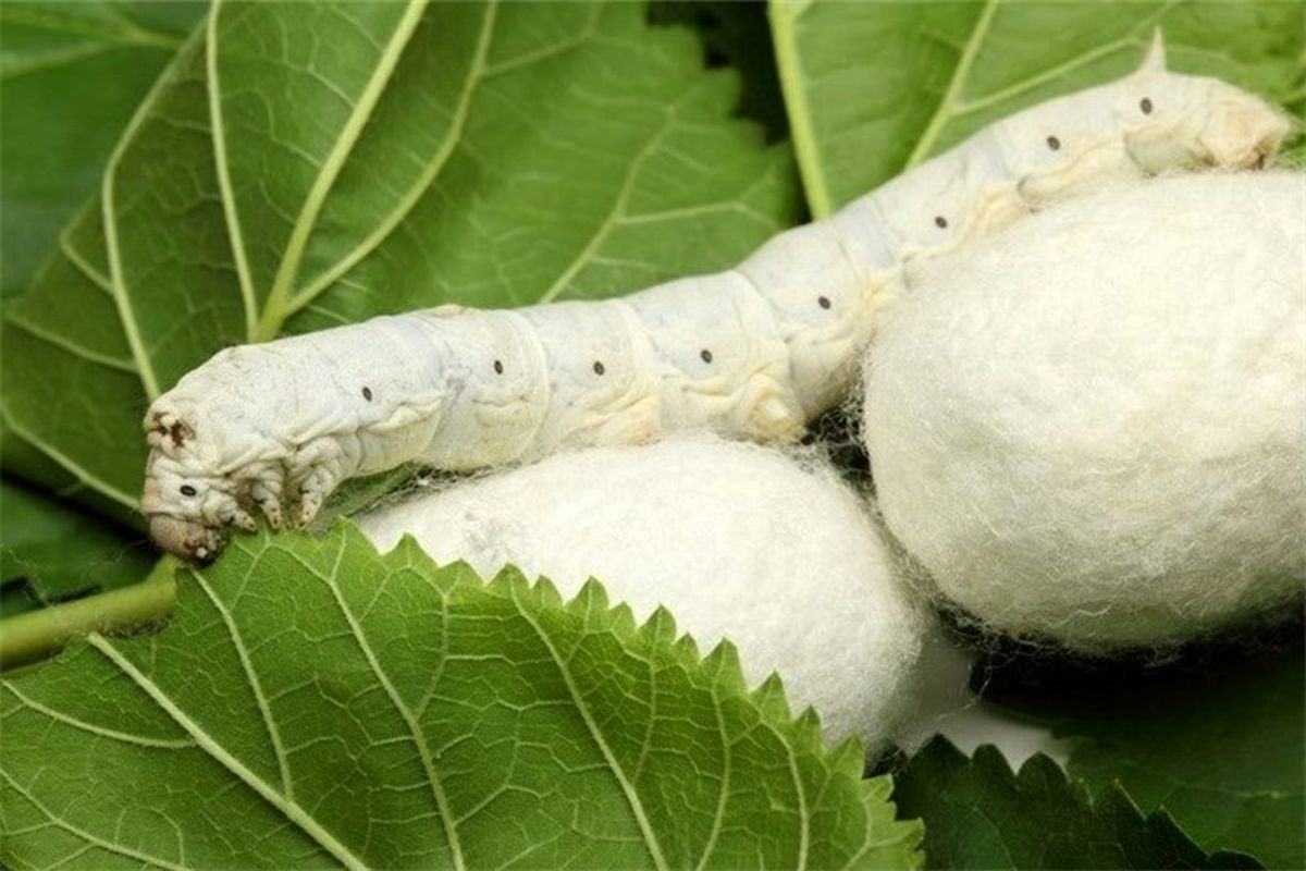 خرید تضمینی پیله‌ تر ابریشم