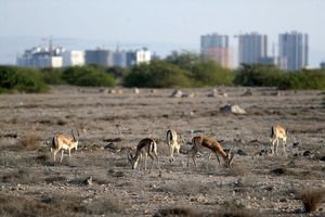 شکارچیان در کیش نقره داغ می شوند