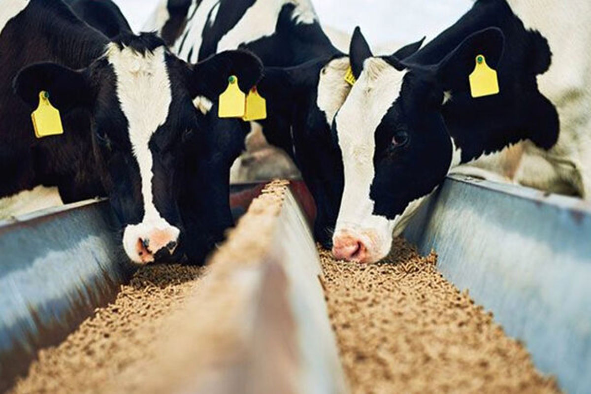 دامدار کارت