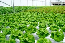 کشت کاهو به روش هیدروپونیک در شاهین شهر و میمه / وزن هر بوته 600 گرم