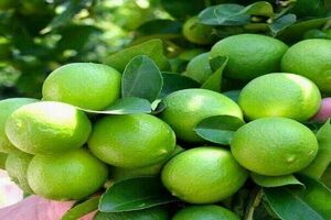آغاز برداشت لیموترش در هرمزگان/ پیش‌بینی تولید ۳۰۰ هزار تن محصول