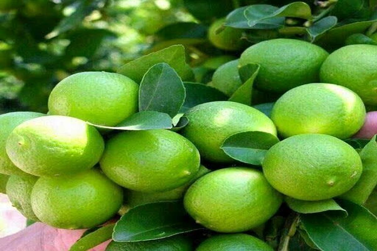 لیمو ترش