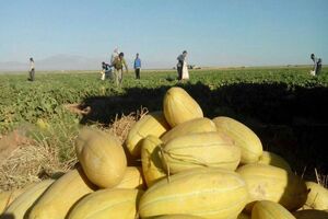 تربت جام، قطب محصول خربزه کشور