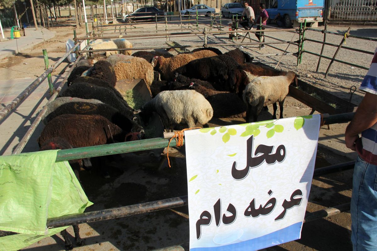 دام