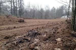 قطع حدود ۴ هزار اصله درخت جنگلی در الیمالات نور با قصور یا چشم پوشی مدیران