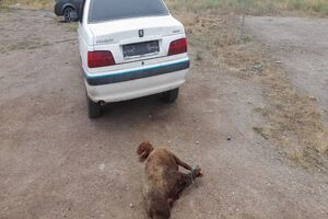 انهدام باند سارقان احشام در بخش کجور