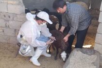 انجام واکسیناسیون دام علیه بیماری‌های دامی در ۵۸ روستای هلیلان