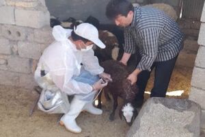 انجام واکسیناسیون دام علیه بیماری‌های دامی در ۵۸ روستای هلیلان