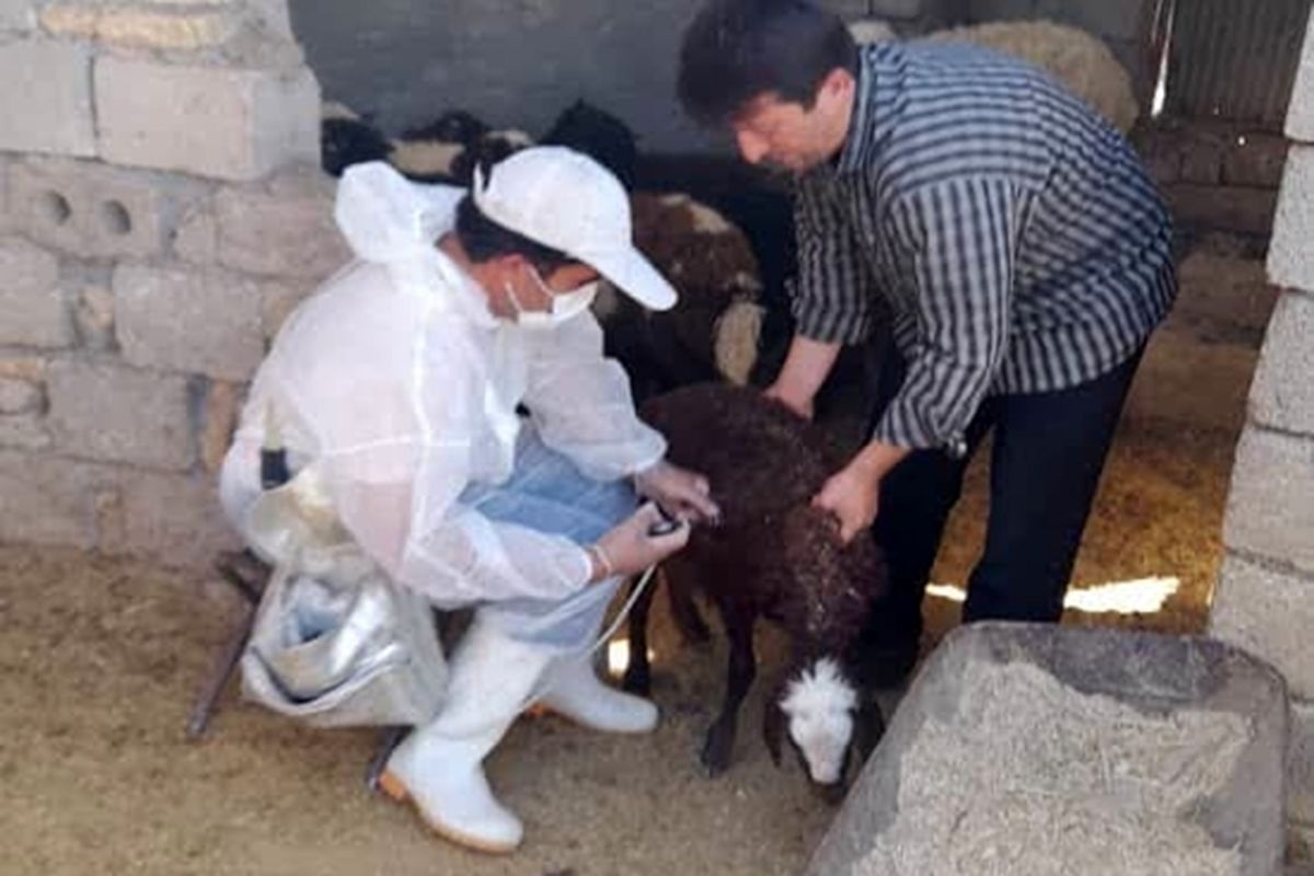 واکسیناسیون دام