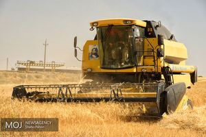 یک هزار میلیارد ریال بهای گندم به بهره برداران کردستانی پرداخت می شود