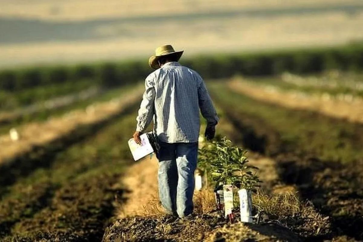 کشاورزان+امریکایی