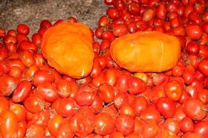 قاچاق 40 کیلو تریاک در پوشش بار گوجه فرنگی در اصفهان / 2 نفر متهم دستگیر شدند
