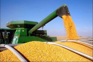 بارگیری ذرت خریداری‌شده از بخش خصوصی آغاز شد