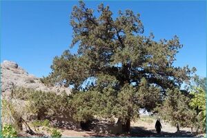 درخت اُرس ۹۰۰ ساله روستای کَهنه جغتای در فهرست میراث طبیعی ثبت شد