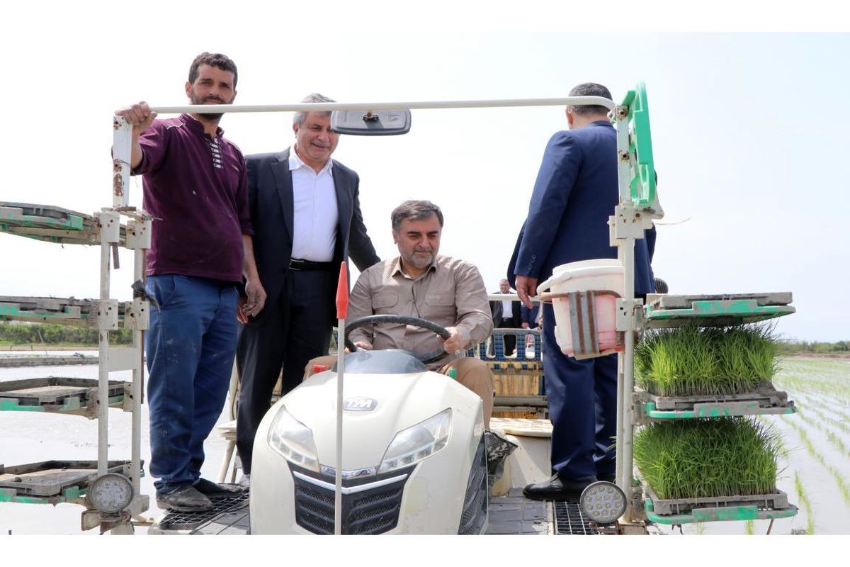 کشت برنج توسط استاندار مازندران