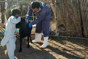 آمادگی اکیپ های واکنش سریع دامپزشکی در بشاگرد 