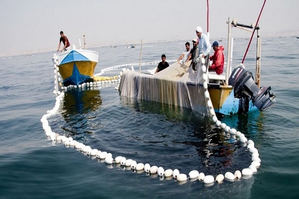 صید میش ماهی