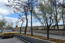 جای شکوفه‌های آلبالو در اردبیل دیوارهای سیمانی قد می‌کشند