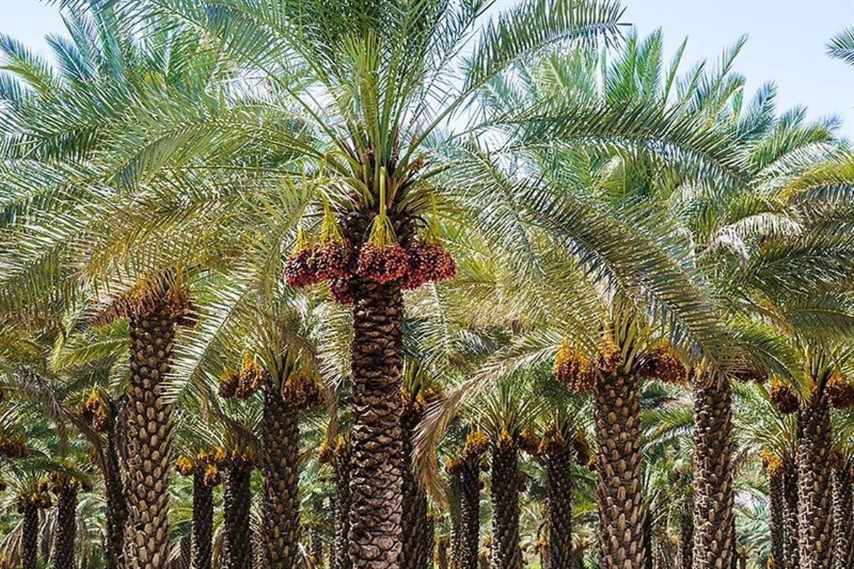 نخلستان مجول