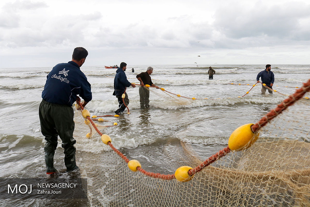 فصل صید ماهیان استخوانی دریای خزر