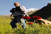 پیکر علیرضا سلطانی‌ فردا تشییع می‌شود