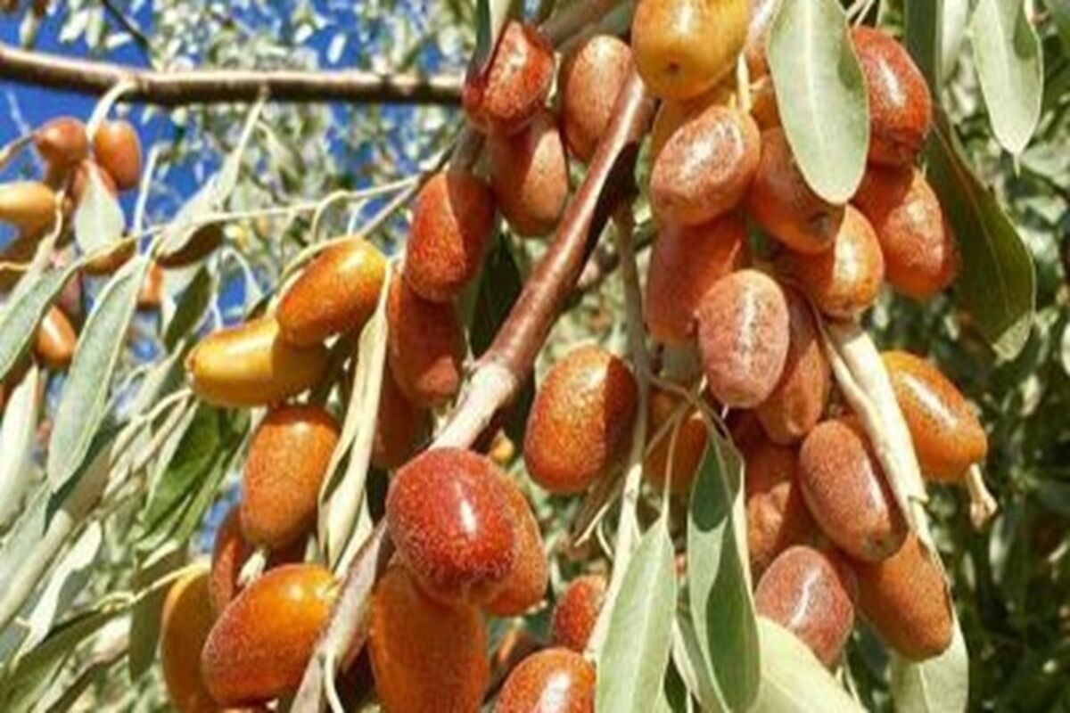 بردا