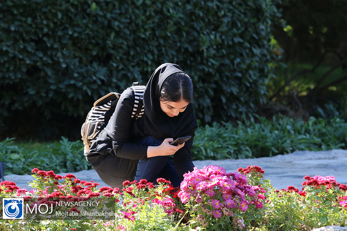 جشنواره گل های داوودی در باغ گل اصفهان