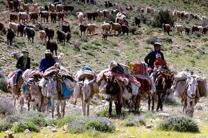 عشایر ایلام سالانه ۱۰ هزار میلیارد تومان تولید اقتصادی دارند