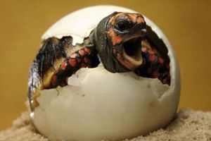  تخم‌گذاری لاک‌پشت پوزه عقابی آغاز شد