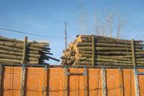کشف 15 تن چوب قاچاق در رشت 