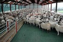 مجتمع ۲۵ هزار راسی دام سبک پُرمولد در فرادنبه به مرحله سرمایه گذاری رسیده است 