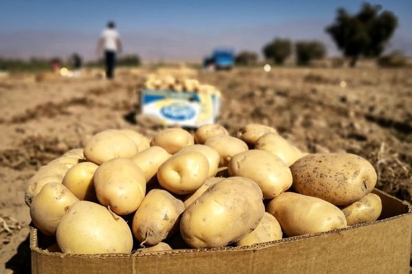چهارمحال‌و‌بختیاری رکورددار صادرات محصولات کشاورزی