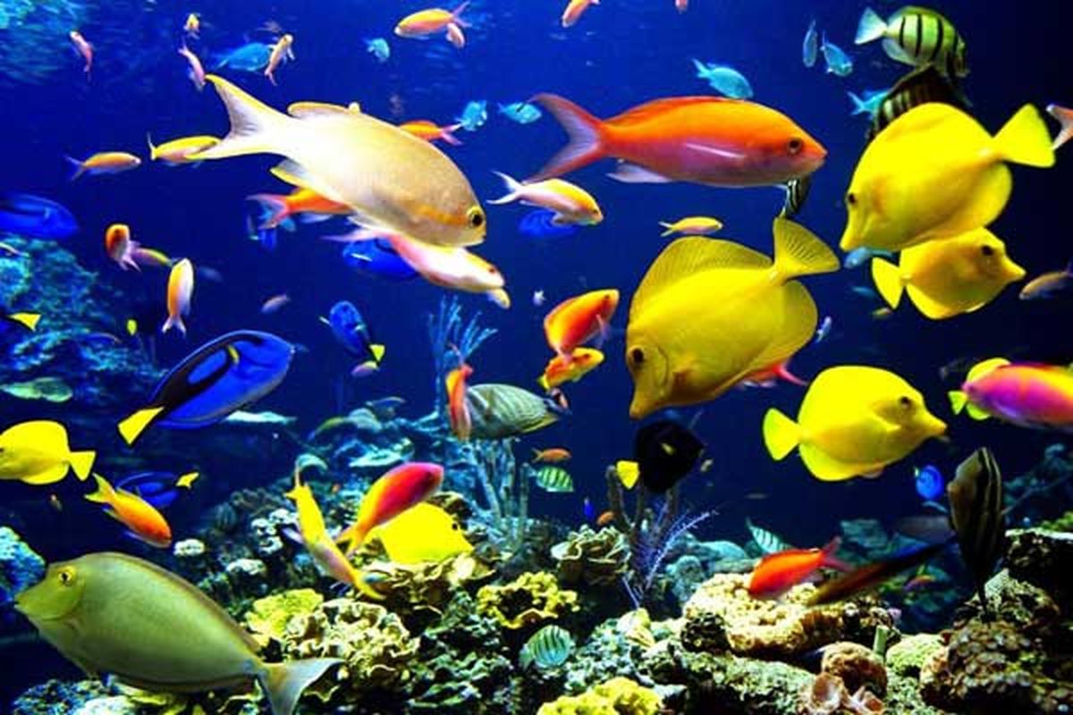 ماهیان زینتی.