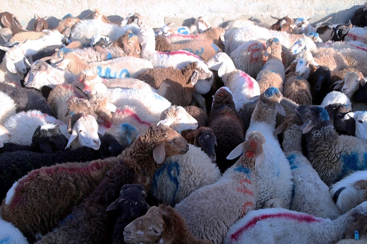 اصفهان- دام