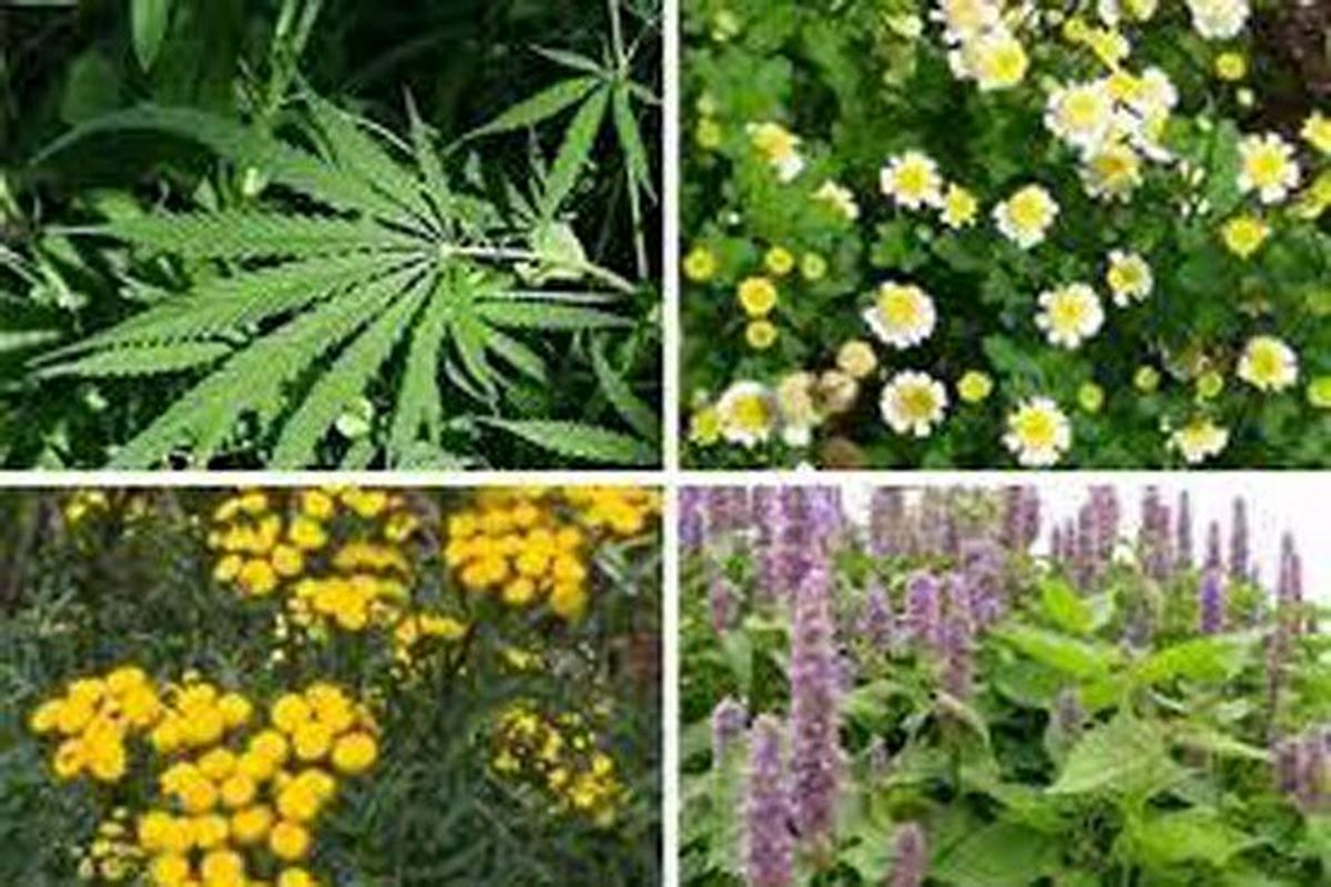 گیاهان دارویی