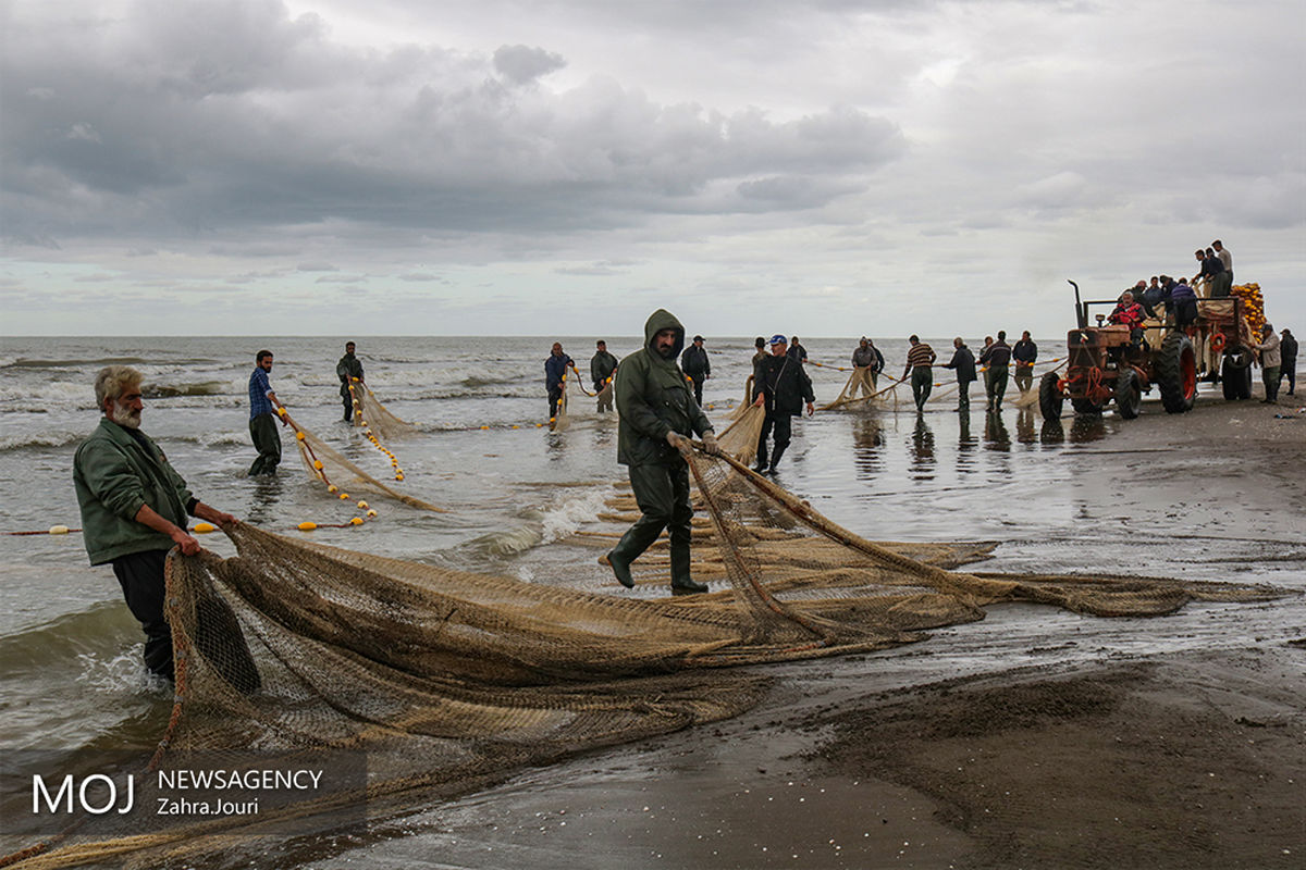 فصل صید ماهیان استخوانی دریای خزر