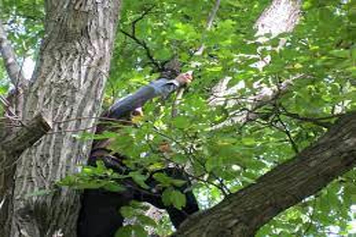  برداشت گردو