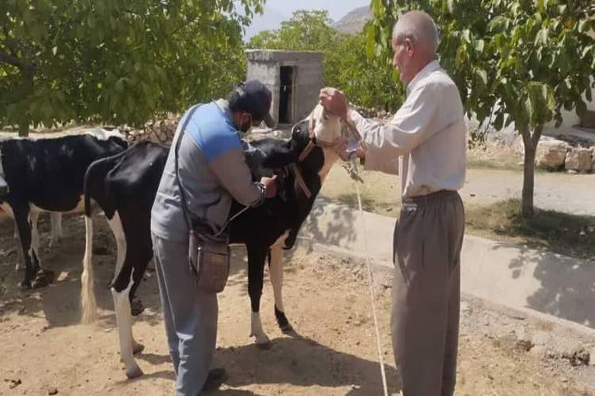 مایه کوبی