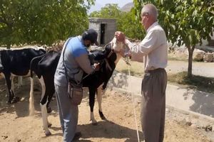 آغاز طرح مایه‌کوبی رایگان دام‌‌های سبک و سنگین  در اردل