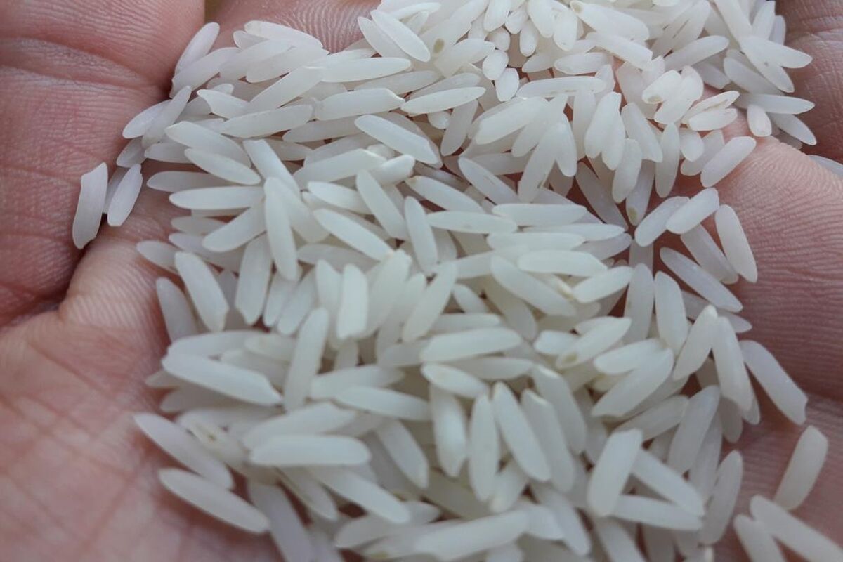 خرید ارقام پرمحصول شالیکاران از ابتدای شهریور در گیلان