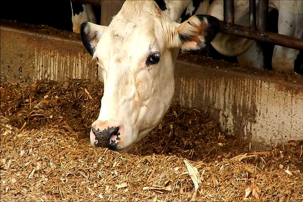  کنسانتره دامهای عشایر