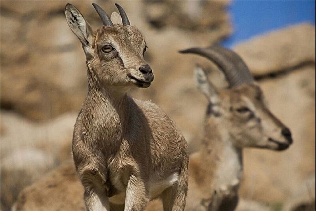 بز وحشی
