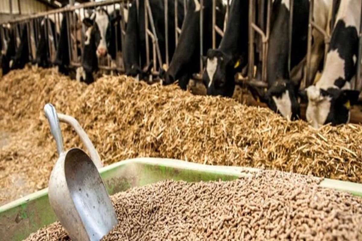  نهاده دام و طیور