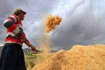 خرید ۴۰۰ هزار تنی جو و ذرت ایران پشت در ماند
