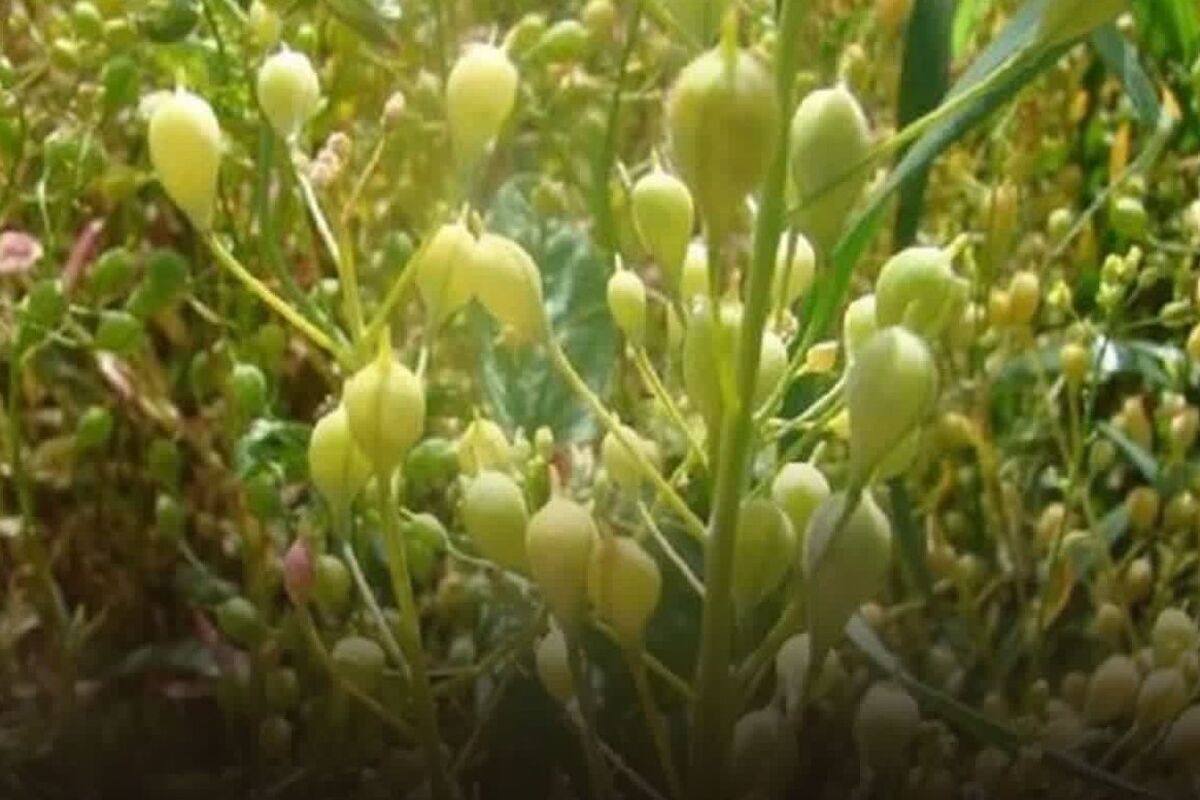 جهاد قزوین (2)