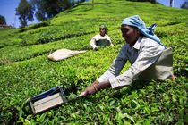 تولید بزرگترین مشتری چای وارداتی ایران به یک پنجم کاهش یافت