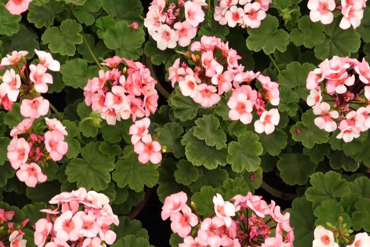جشنواره گل های بهاره.